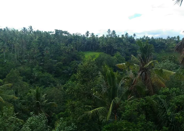 Punia's Jungle *